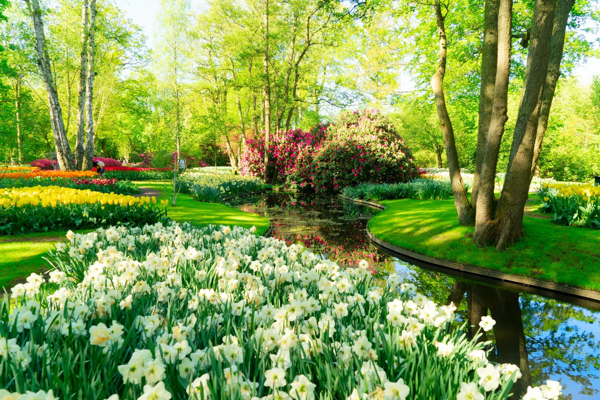 fresh lawn with flowers
